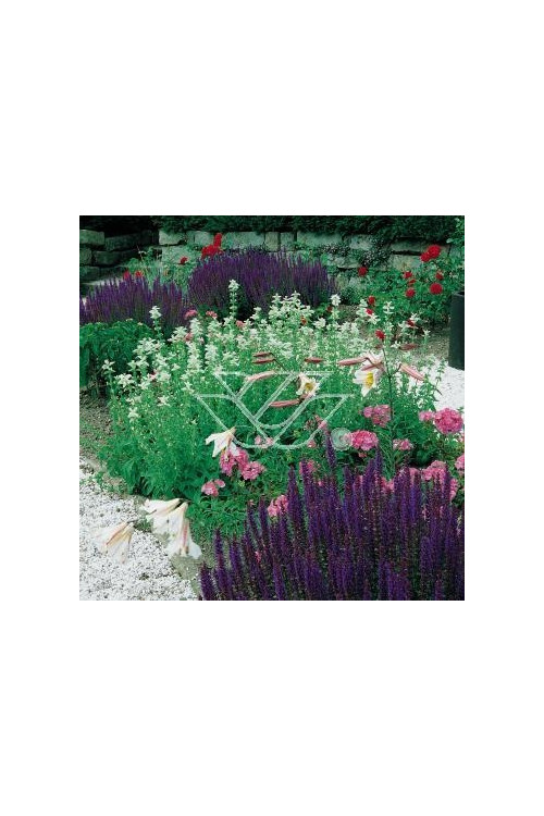 Horminum pirenejskie Horminum pyrenaicum