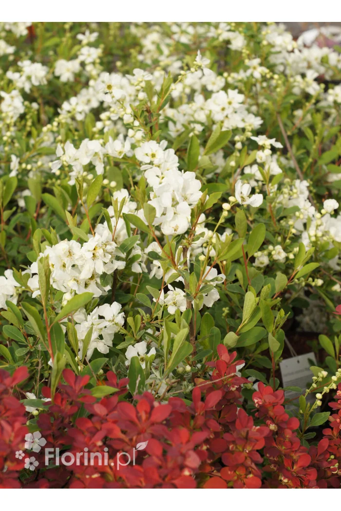 Obiela mieszańcowa 'Niagara' Exochorda macrantha