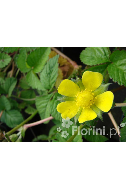 Poziomkówka indyjska Duchesnea indica