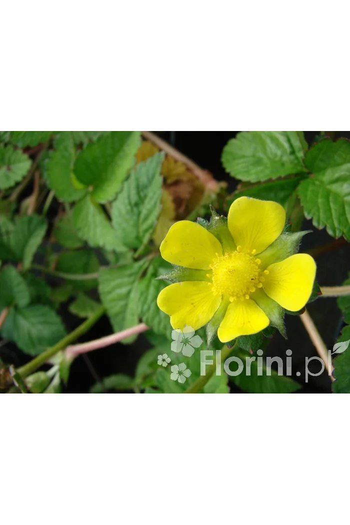 Poziomkówka indyjska Duchesnea indica