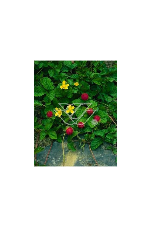 Poziomkówka indyjska Duchesnea indica