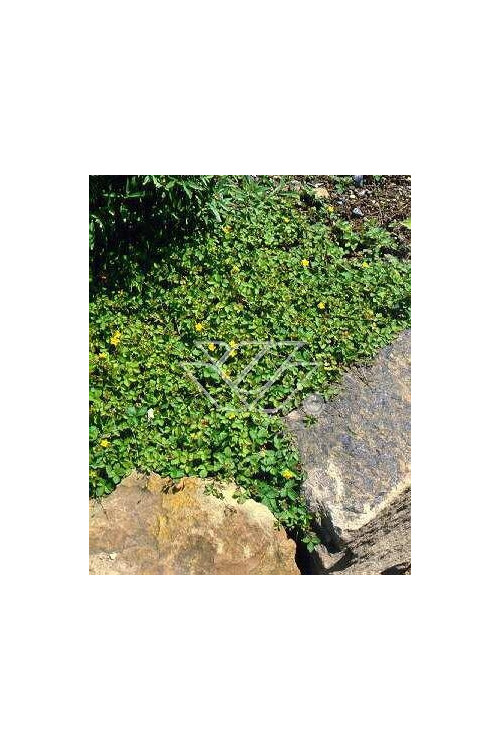 Poziomkówka indyjska Duchesnea indica