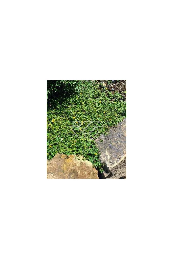 Poziomkówka indyjska Duchesnea indica