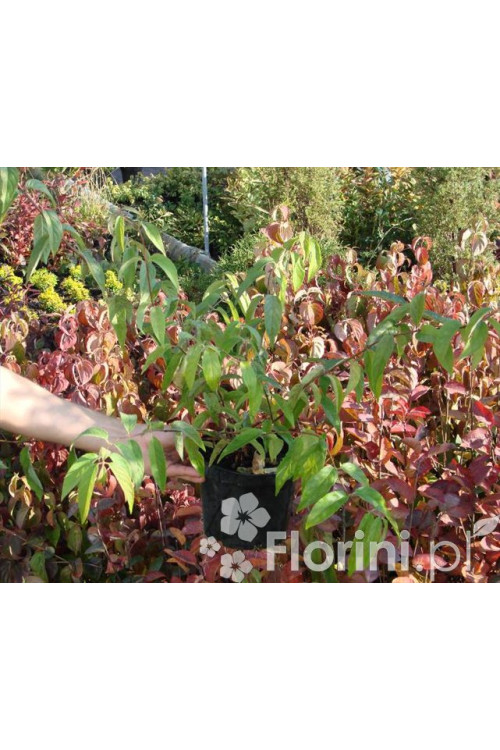 Żylistek różowy 'Rosea Plena' Deutzia