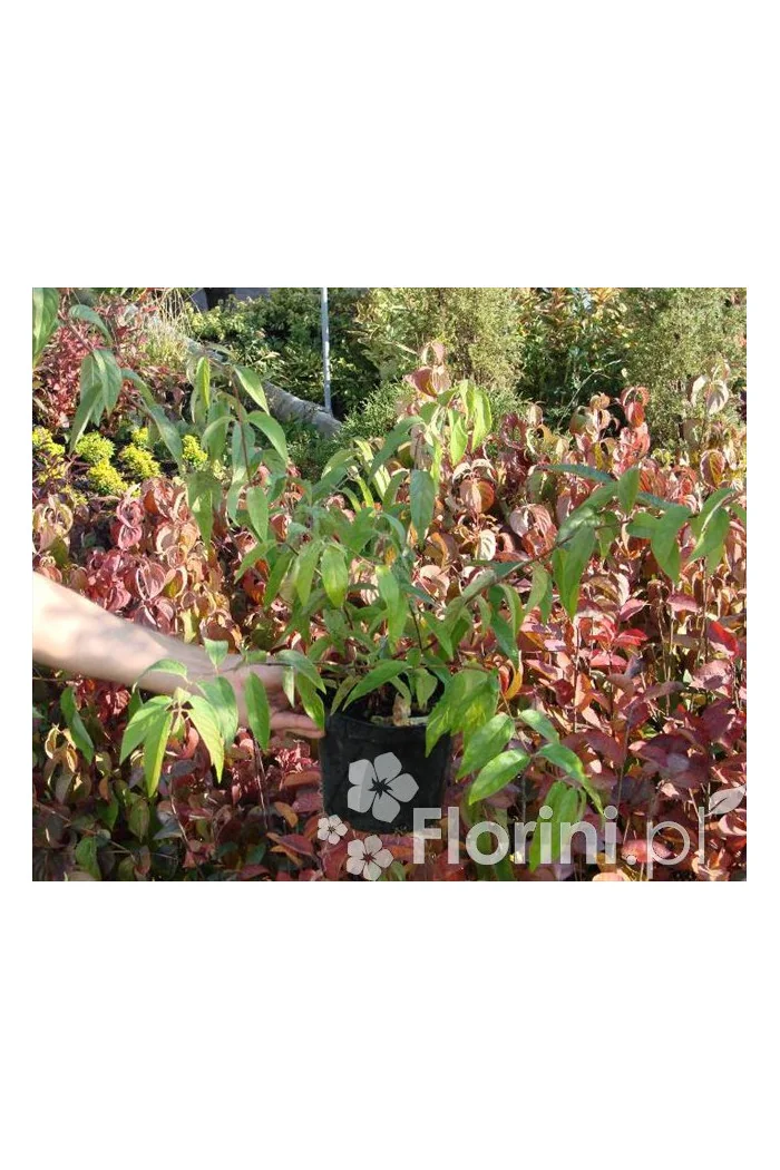 Żylistek różowy 'Rosea Plena' Deutzia