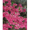 Azalia japońska 'Diamond Lachs' Azalea japonica