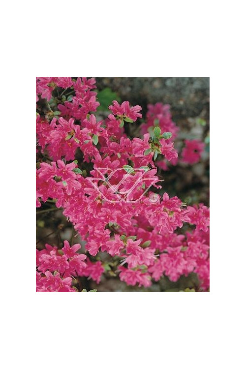 Azalia japońska 'Diamond Lachs' Azalea japonica