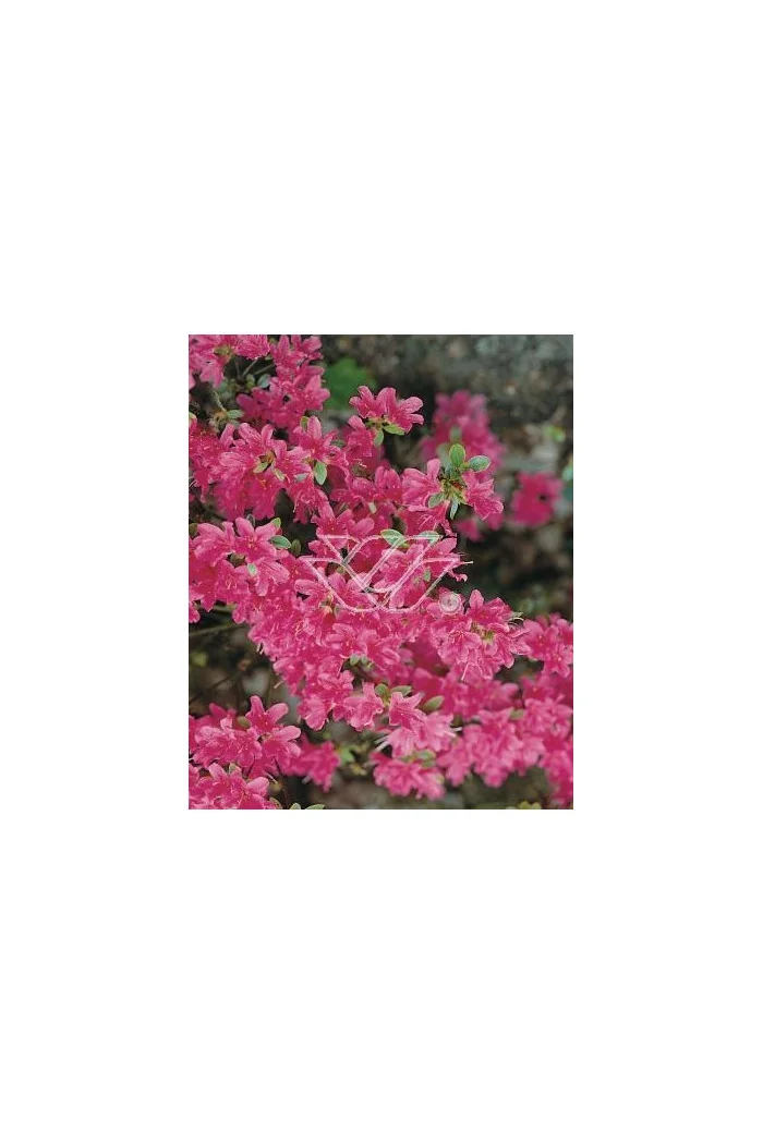 Azalia japońska 'Diamond Lachs' Azalea japonica