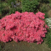 Azalia japońska 'Diamond Lachs' Azalea japonica