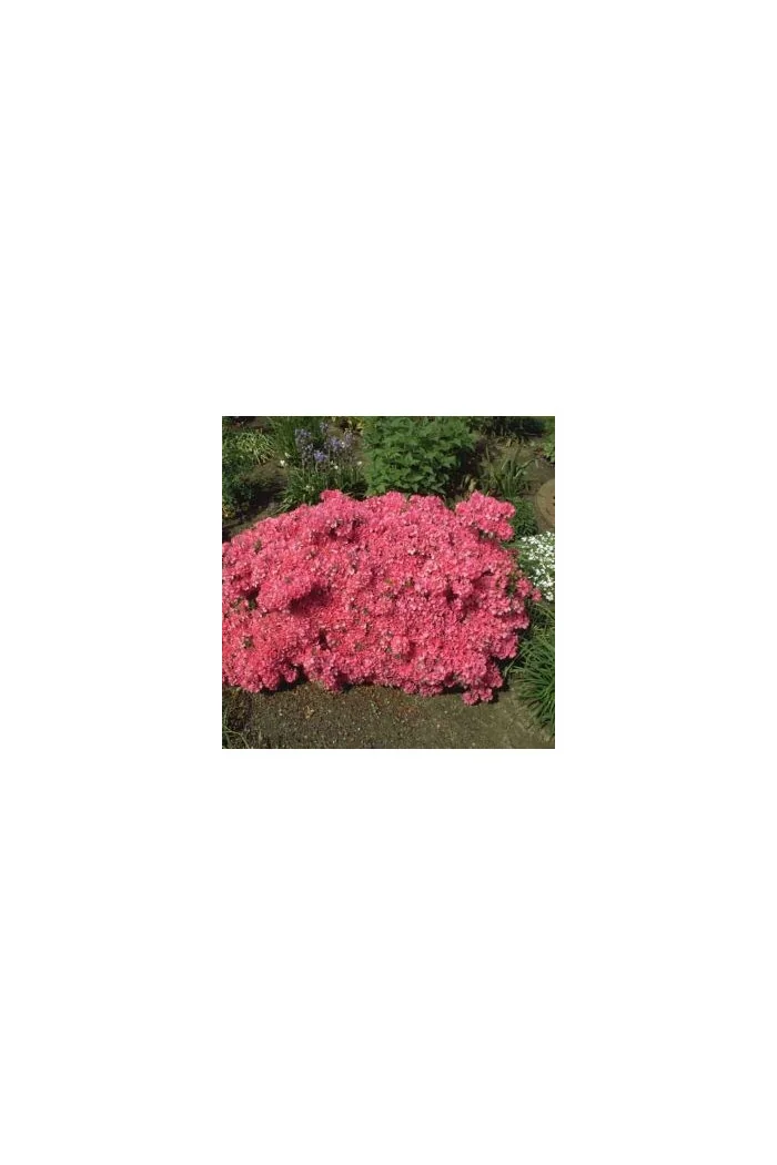 Azalia japońska 'Diamond Lachs' Azalea japonica