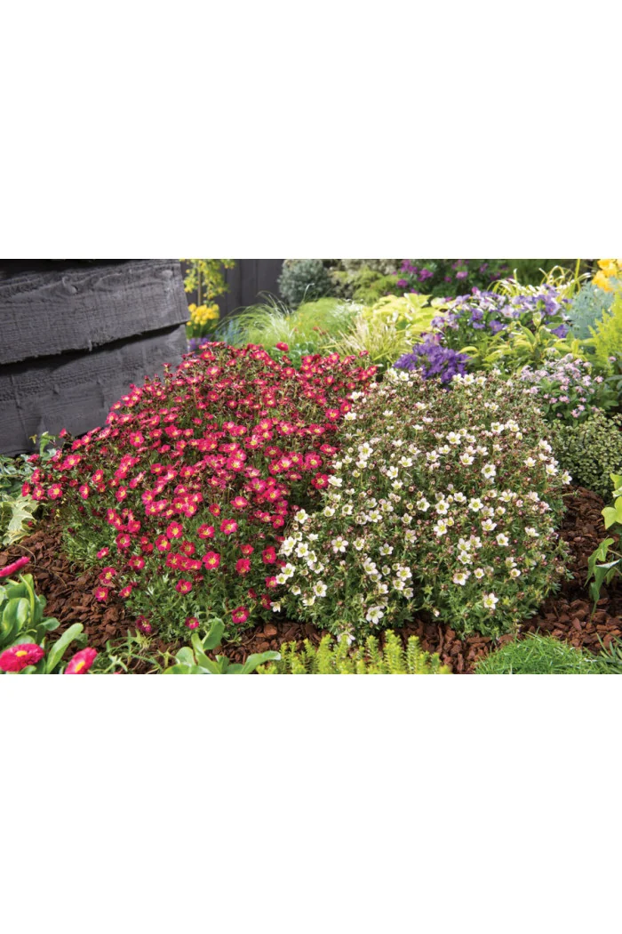 Skalnica arendsa 'Pixi Pan Appleblossom' | Saxifraga x arendsii