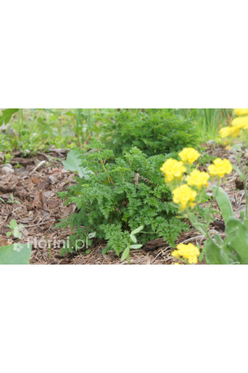 Parzydło lśniące | Aruncus aethusifolius