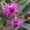 Wernonia Vernonia crinita
