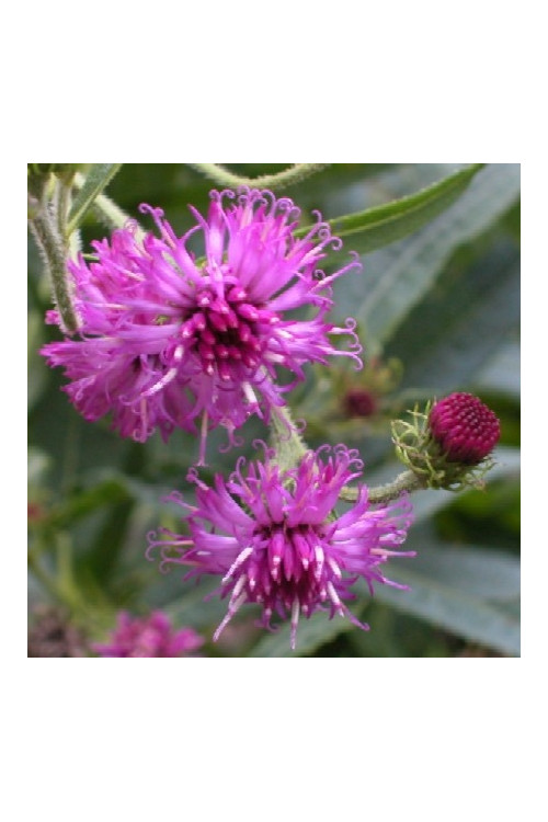 Wernonia Vernonia crinita