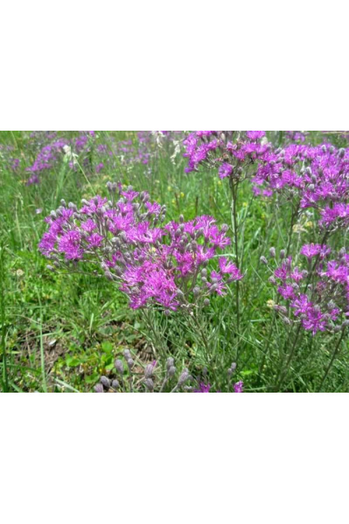 Wernonia Vernonia crinita