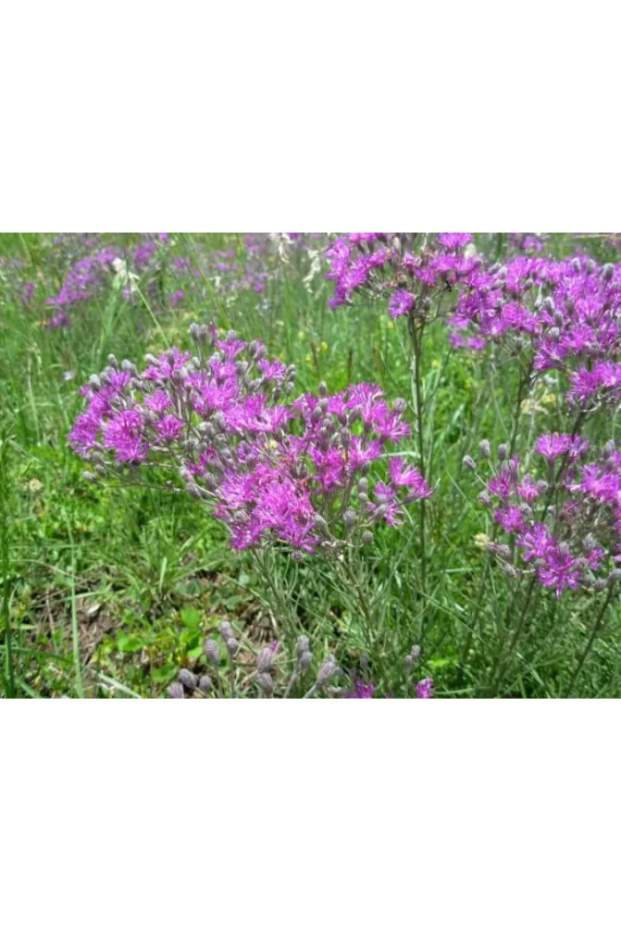 Wernonia Vernonia crinita