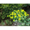 Wilczomlecz pstry, wilczomlecz, Euphorbia, Euphorbia polychroma
