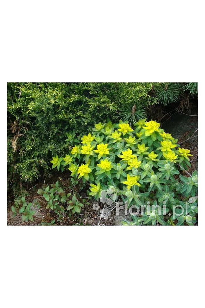 Wilczomlecz pstry, wilczomlecz, Euphorbia, Euphorbia polychroma