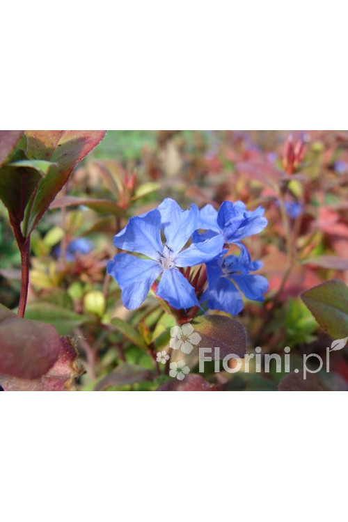 Zawciągowiec | Ceratostigma plumbaginoides