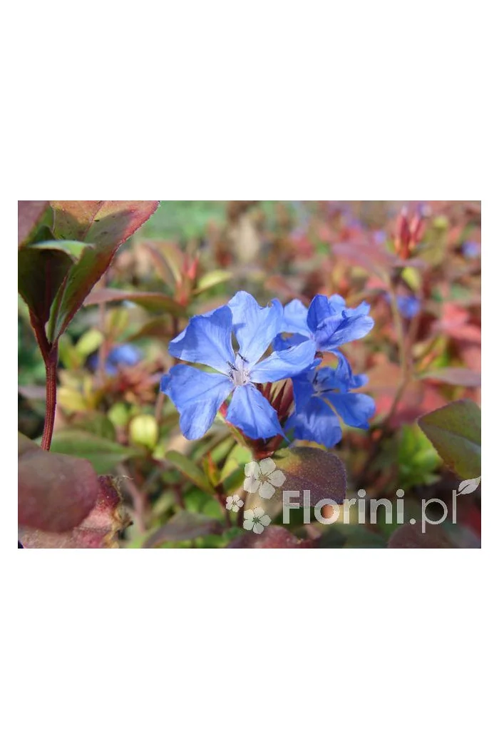 Zawciągowiec | Ceratostigma plumbaginoides