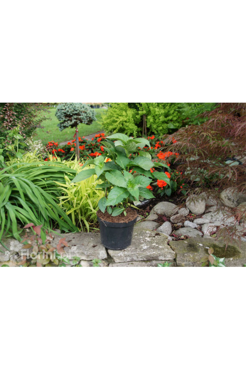 Hortensja ogrodowa 'Masja' | Hydrangea macrophylla