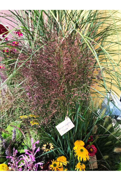 Proso rózgowate 'Sqaw' | Panicum virgatum