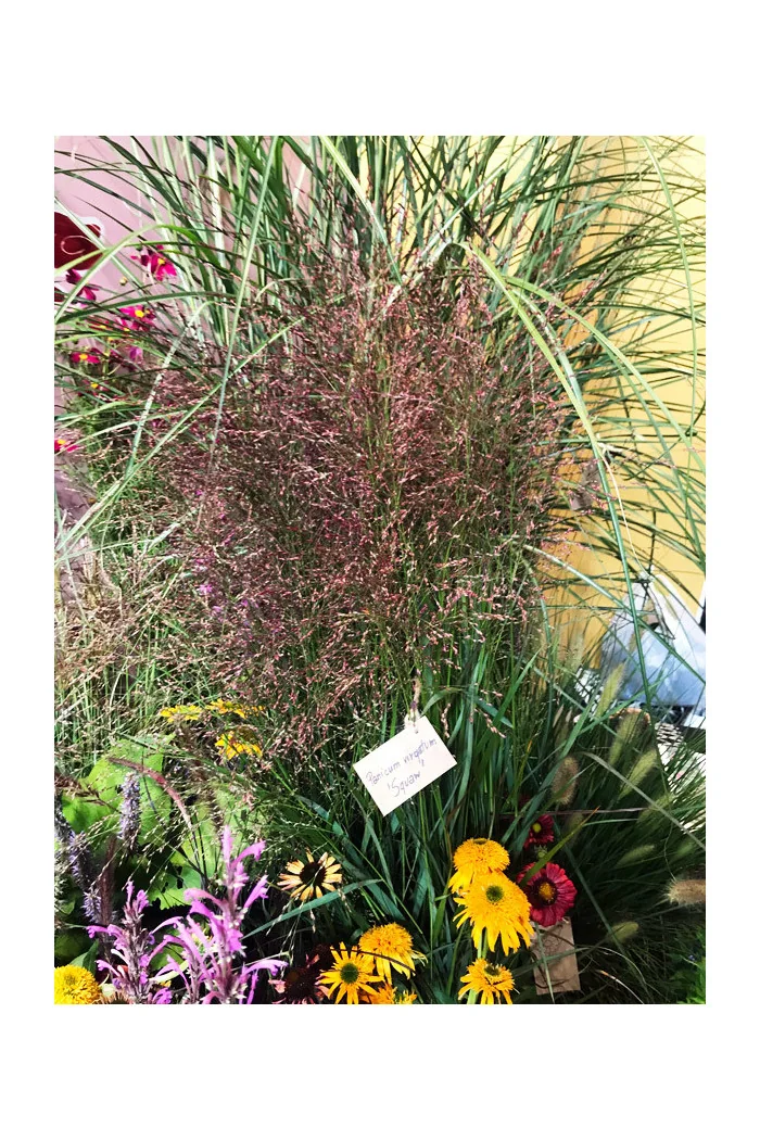 Proso rózgowate 'Sqaw' | Panicum virgatum