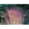 Proso rózgowate 'Sqaw' | Panicum virgatum