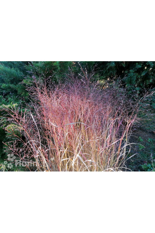 Proso rózgowate 'Sqaw' | Panicum virgatum