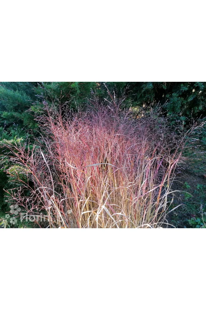 Proso rózgowate 'Sqaw' | Panicum virgatum