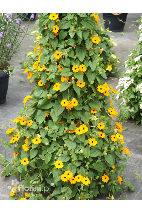 Tunbergia pomarańczowa | Thunbergia