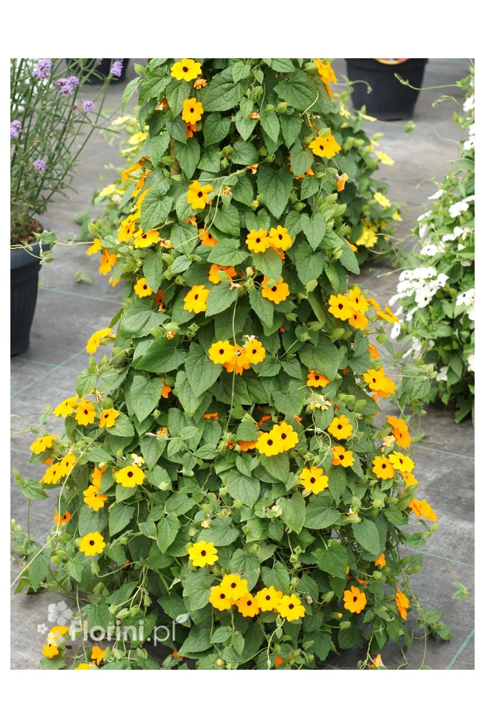 Tunbergia pomarańczowa | Thunbergia