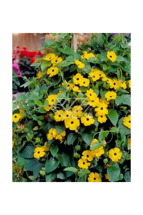 Tunbergia żółta | Thunbergia