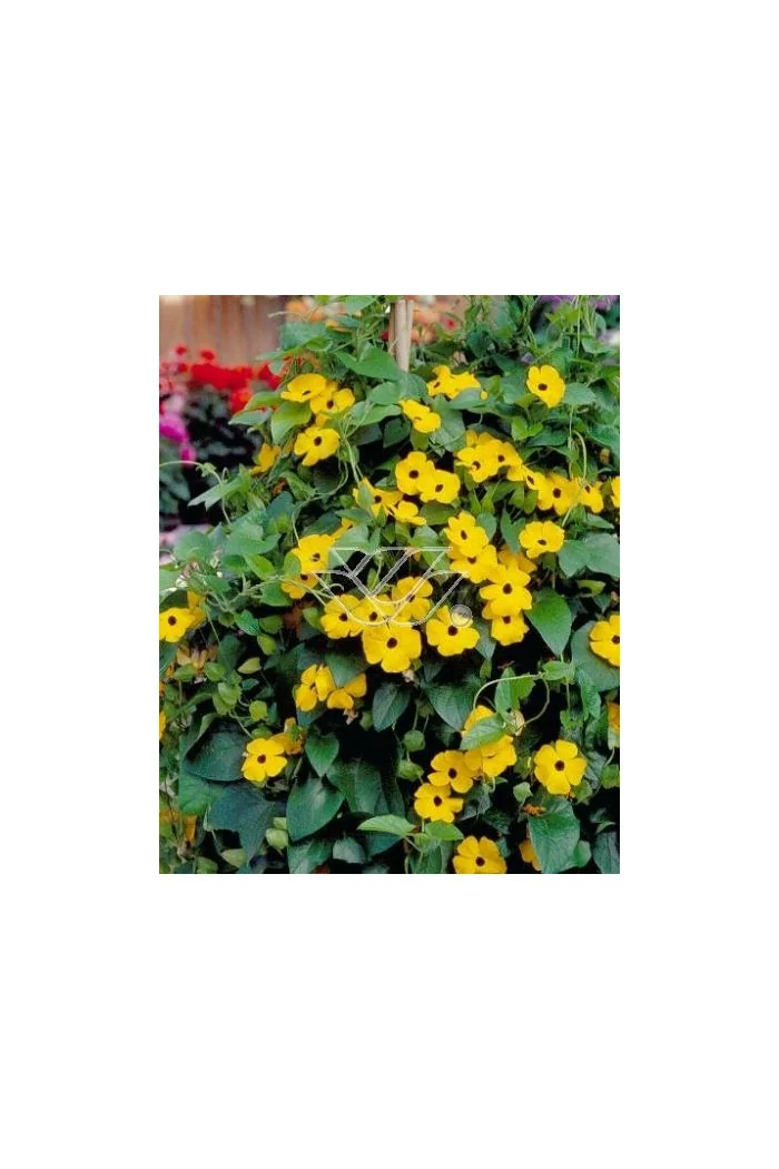 Tunbergia żółta | Thunbergia