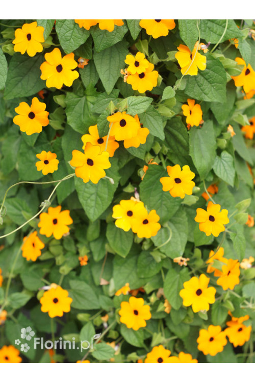 Tunbergia pomarańczowa | Thunbergia