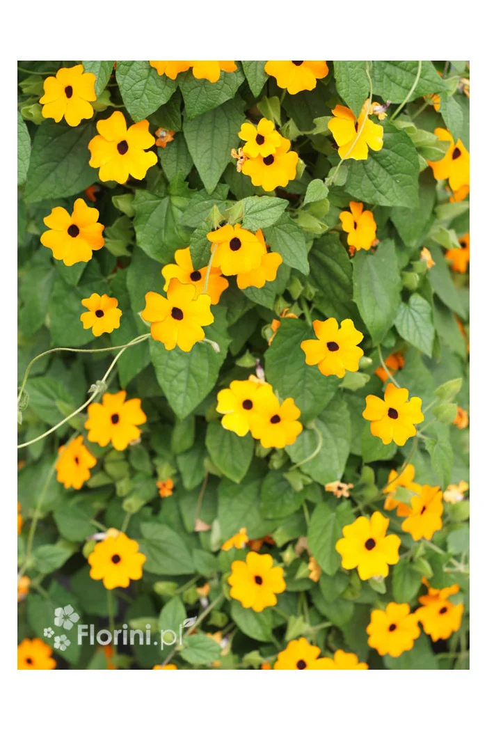 Tunbergia pomarańczowa | Thunbergia