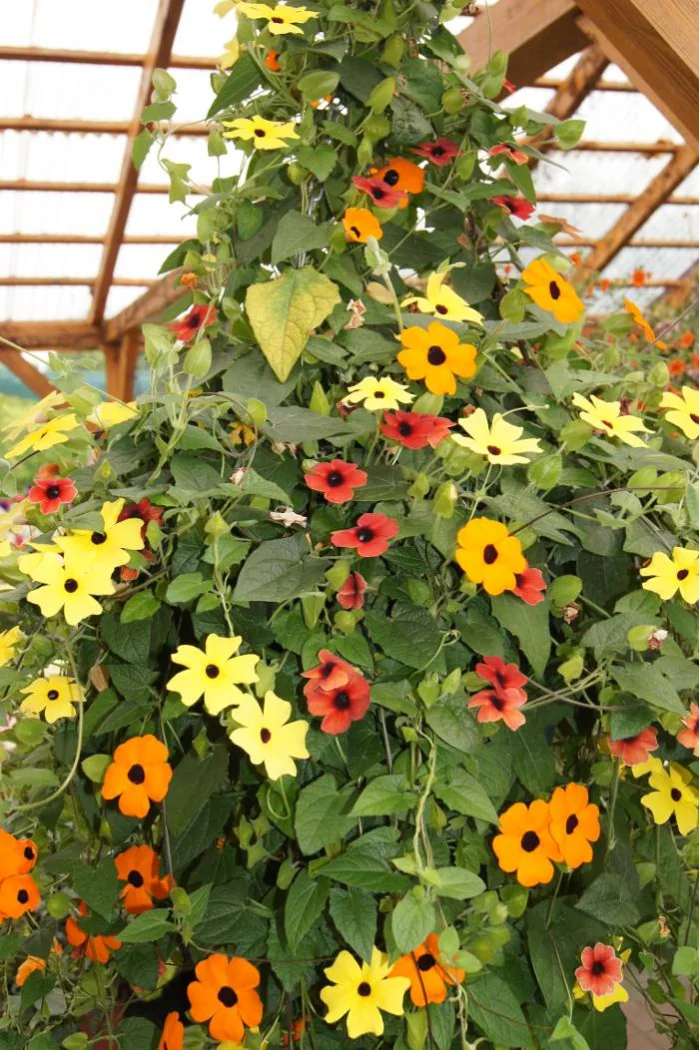 Tunbergia pomarańczowa | Thunbergia