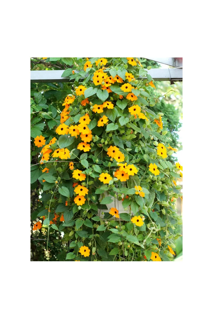 Tunbergia pomarańczowa | Thunbergia