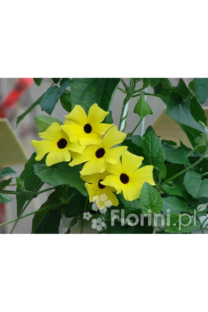 Tunbergia żółta | Thunbergia