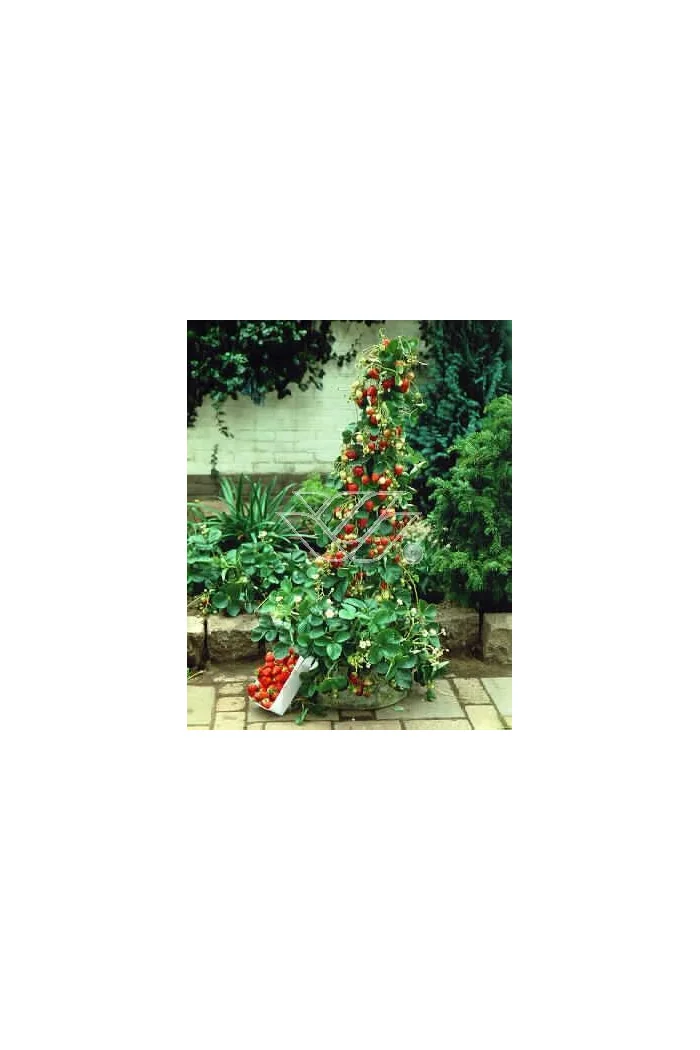 Truskawka pnąca, truskawka zwisająca, truskawka Elan