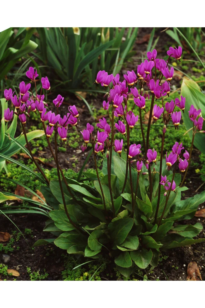 Bożykwiat Meada | Dodecatheon meadia