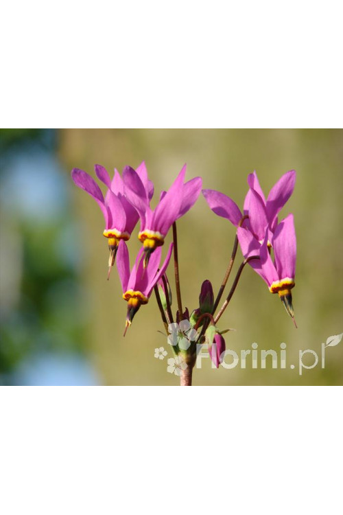 Bożykwiat Meada | Dodecatheon meadia