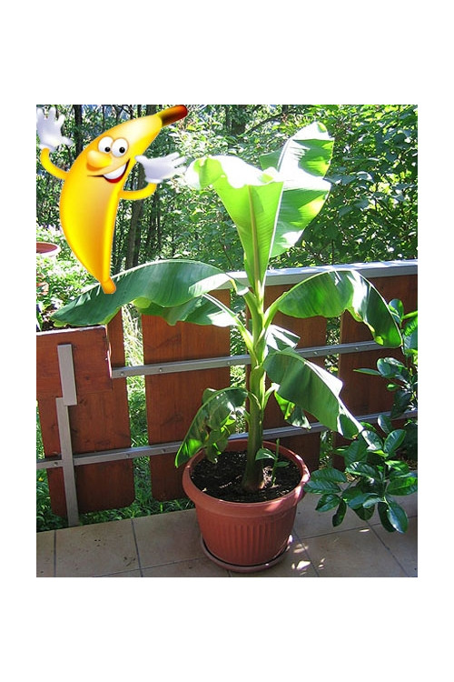 Bananowiec | Musa basjoo