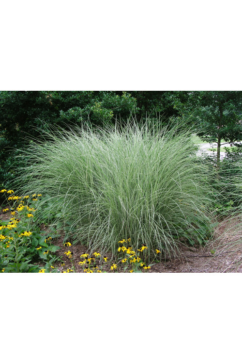 Miskant chiński 'Morning Light' | Miscanthus sinensis