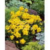 Lak 'Canaries Yellow' Erysimum hybridum