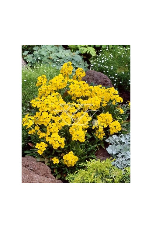 Lak 'Canaries Yellow' Erysimum hybridum