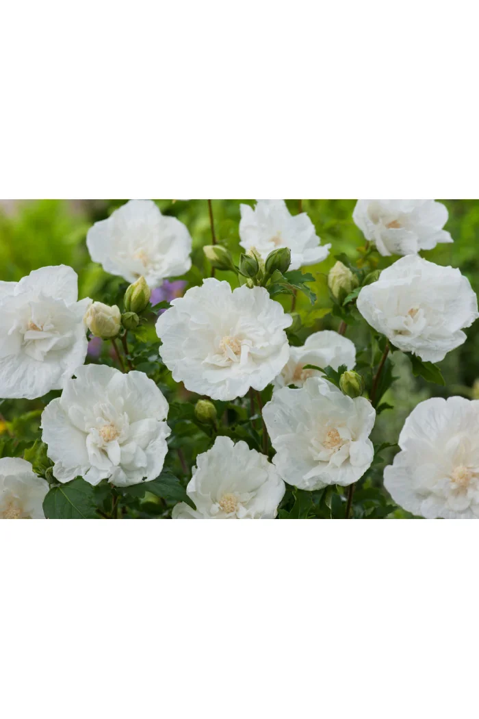 Ketmia syryjska 'White Chiffon' | Hibiscus syriacus