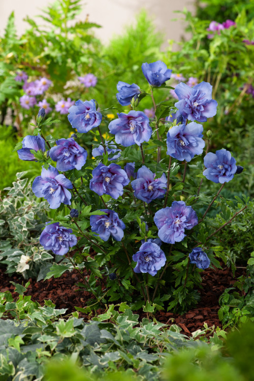 Ketmia syryjska 'Blue Chiffon' Hibiscus syriacus