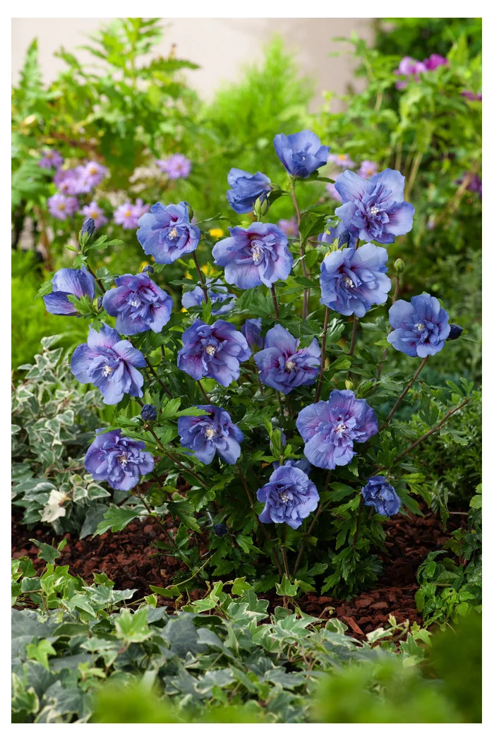 Ketmia syryjska 'Blue Chiffon' Hibiscus syriacus