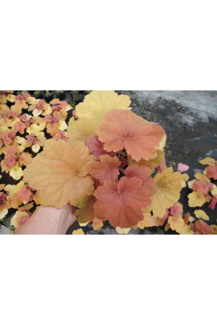 Żurawka 'Southern Comfort' | Heuchera